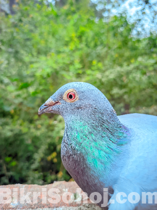 রেসার মাদি টা সেল করবো।
